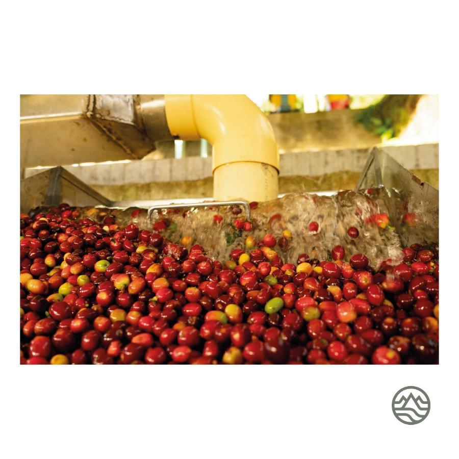 El Fenix Coffee Ξενοδοχείο Calarcá Εξωτερικό φωτογραφία